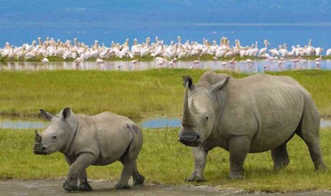 Badak di Daerah Pelestarian Alam Ngorongoro (NCA) di Tanzania.