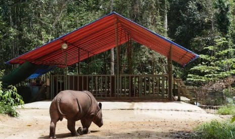 Badak jantan bernama Harapan melintas di depan kandangnya di Suaka Rhino Sumatera (SRS) Taman Nasional Way Kambas (TNWK), Lampung Timur, Senin (20/3).