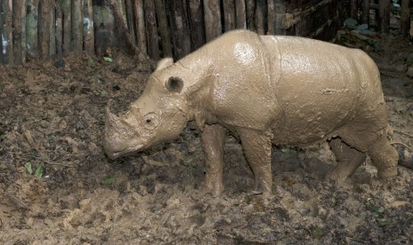 Badak Sumatra (Dicerorhinus sumatrensis) berjenis kelamin betina berada di dalam kandang sementara di Kutai Barat, Kalimantan Timur, Senin (21/3).