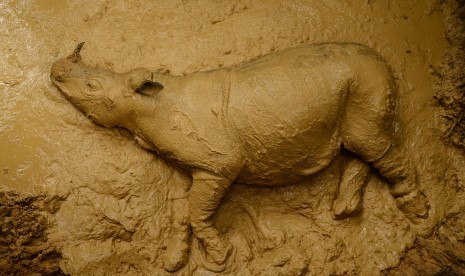 Badak Sumatra (Dicerorhinus sumatrensis) berjenis kelamin betina berada di dalam kandang sementara di Kutai Barat, Kalimantan Timur, Rabu (16/3).