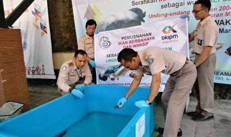 Badan Karantina Ikan, Pengendalian Mutu, dan Keamanan Hasil Perikanan (BKIPM) Yogyakarta memusnahkan 13 ekor ikan alligator dan 12 ekor ikan sapu-sapu, Selasa (7/8).