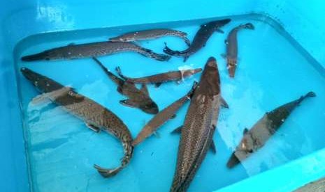 Badan Karantina Ikan, Pengendalian Mutu, dan Keamanan Hasil Perikanan (BKIPM) Yogyakarta memusnahkan 13 ekor ikan alligator dan 12 ekor ikan sapu-sapu, Selasa (7/8).