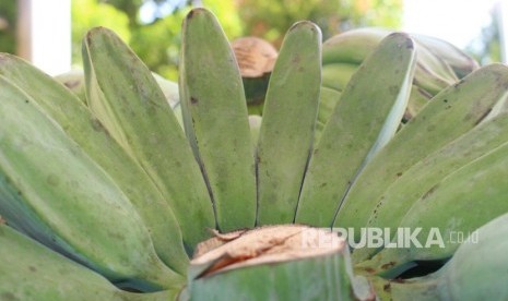 Kelompok mahasiswa Teknik Biomedis Universitas Airlangga (Unair) menciptakan obat perawatan luka berbahan kitosan yang dicampur bubuk kulit pisang kepok, yang bersifat antibakteri. (Foto: Pisang kepok)