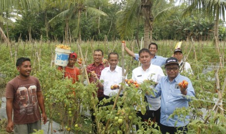 Badan Ketahanan Pangan (BKP) Kementerian Pertanian melaksanakan kegiatan SOLID atau Smallholder livelihood Development Program di Maluku dan Maluku Utara