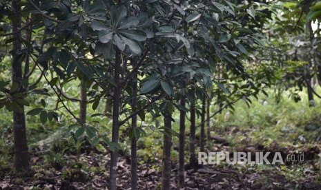 Badan Litbang dan Inovasi (BLI) Kementerian Lingkungan Hidup dan Kehutanan (KLHK) melakukan kunjungan di kawasan restorasi gambut, Ogan Ilir, Sumsel.