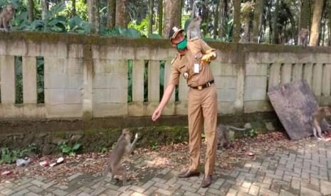 Badan Penanggulangan Bencana Daerah (BPBD) Kabupaten Tangerang melakukan penyisiran terhadap sekelompok kawanan monyet liar yang meresahkan warga dan memasuki gedung SDN 1 Desa Cikareo, Kecamatan Solear, Kabupaten Tangerang, Banten.