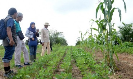 Badan Penelitian dan Pengembangan Pertanian (Balitbangtan) bekerjasama dengan Pusat Penelitian Kelapa Sawit (PPKS) mengembangkan padi, jagung, kedelai (pajale) di lahan sawit yang berada di Kebun Sarolangun, Jambi.