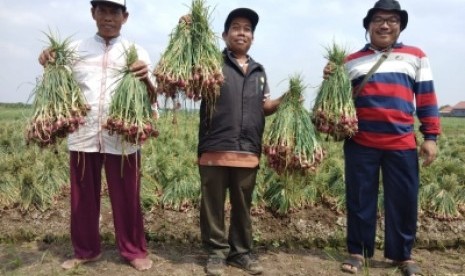 Badan Penelitian dan Pengembangan Pertanian (Balitbangtan) Kementerian  Pertanian (Kementan) melalui Balai Penelitian Tanaman Sayuran (Balitsa)  Lembang menggandeng petani di Cirebon untuk memproduksi bawang merah  varietas Bima Brebes. Hasilnya, produksi bawang merah yang diperoleh yaitu  25 ton perhektar basah atau 14-15 ton perhektar kering simpan.