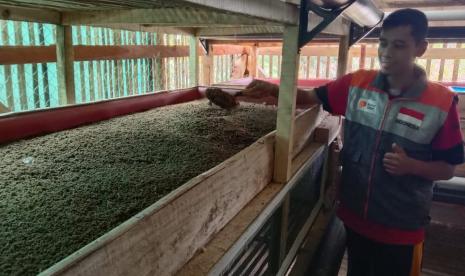 Badan Usaha Milik Masyarakat (BUMMas) Inpirasi Negeri yang ada di Desa Pasirwaru, Kabupaten Garut yang sebelumnya melakukan budidaya magot kini siap untuk melakukan panen. Nantinya magot yang sudah menjadi larva tersebut akan dipakai untuk menjadi pakan ternak ayam dan ikan.