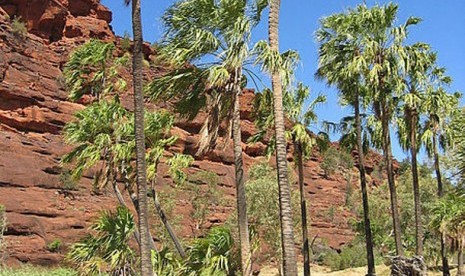   Bagaimana satu-satunya pohon palem asli Australia bisa sampai ke lembah yang terisolasi di Australia tengah sejak lama menjadi misteri.