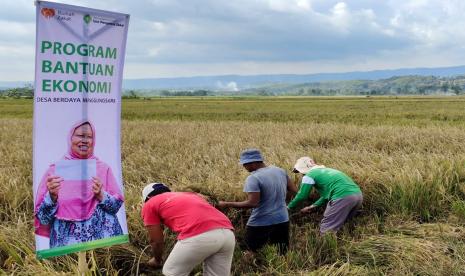 Bahagia dan senang, seperti itulah gambaran yang dialami oleh para Petani berdaya binaan Rumah Zakat yang berada di desa berdaya Manggungsari, Kecamatan Weleri, Kabupaten Kendal, Jawa Tengah. Bantuan modal yang digulirkan oleh UPZ PermataBank Syariah melalui Program Bantuan Ekonomi kini bisa dinikmati hasilnya.