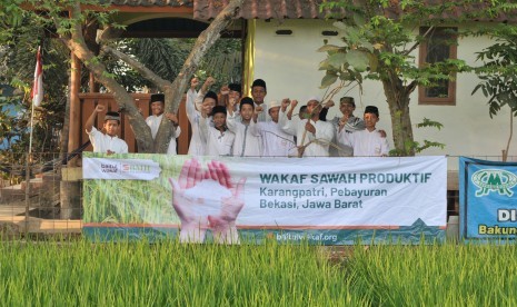 Baitul Wakaf mengembangkan wakaf sawah produktif.