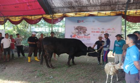 Bakrie Amanah mengoordinasikan penyembelihan hewan qurban untuk dibagikan kepada dhuafa.