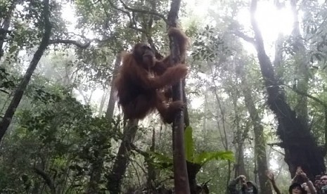 Orangutan (ilustrasi)