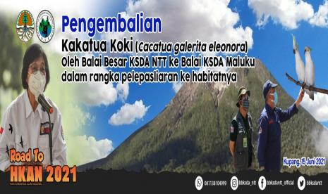 Balai Besar Konservasi Sumber Daya Alam (BBKSDA) Nusa Tenggara Timur (NTT) mengembalikan 23 individu satwa dilindungi burung kakatua koki (Cacatua galerita eleonora) kepada Balai KSDA Maluku untuk dilepasliarkan ke habitat alaminya di Maluku, pada Selasa (15/6). 