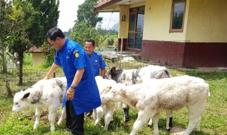 Balai Besar Pembibitan Ternak Unggul dan Hijauan Pakan Ternak (BBPTUHPT) Baturraden, Jawa Tengah, mengembangkan tujuh ekor sapi Belgian Blue