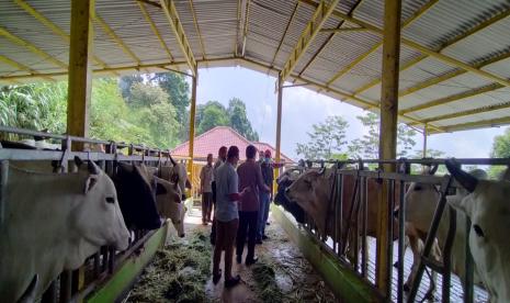 Balai Embrio Ternak (BET) Cipelang menerima kunjungan Manuel Albores (PT. Indogal) dan Staf Khusus Wakil Presiden Bidang Ekonomi, Lukmanul Hakim beserta tim pada Kamis (18/6). Kunjungan keduanya dalam rangka melihat pengembangan sapi persilangan Galician Blonde (GB).