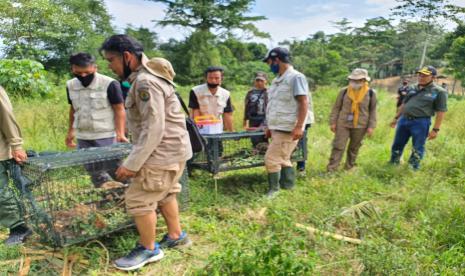 Balai Karantina Pertanian (BKP) Lampung melepasliarkan puluhan satwa liar dilindungi, Senin (6/7). Foto: Dok BKP Lampung