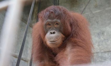 Polisi Aceh Tangkap Anak Orang Utan di Permukiman. Ilustrasi