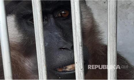 Balai Konservasi Sumber Daya Alam (BKSDA) Sumatera Barat melepasliarkan dua ekor Bokkoi / Beruk Mentawai (Macaca siberu)  jantan di Hutan TWA Saibi Sarabua, Ahad (24/7/2022).