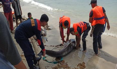 Balai Pengelolaan Sumberdaya Pesisir dan Laut (BPSPL) Padang, KKP, melaksanakan penguburan lumba-lumba terdampar di Kawasan Pantai Tanjung, Kabupaten Natuna, Provinsi Kepulauan Riau, pada Sabtu (9/4).