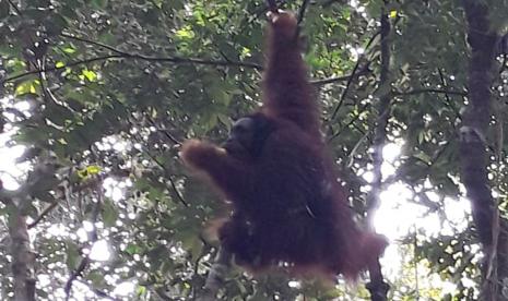 Balai Taman Nasional Bukit Tiga Puluh dan Balai KSDA Jambi bersama Frankfrurt Zoological Society (FZS) melakukan pelepasliaran Orangutan berjenis kelamin jantan di Kawasan TN Bukit Tiga Puluh, Jambi, Kamis (22/10).