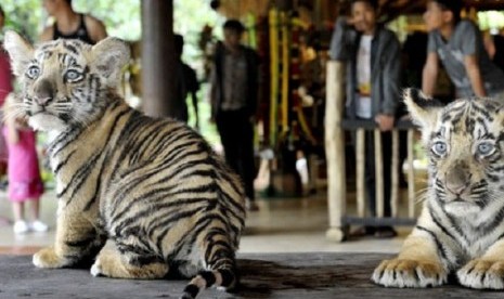 Bali zoo (file photo)