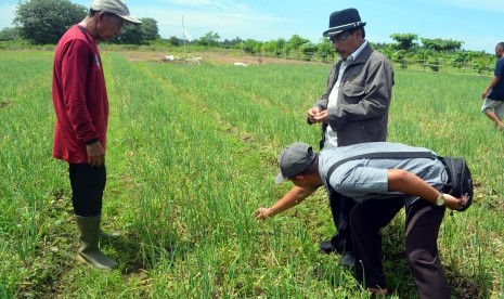 Balitsa Berikan Pendampingan Petani Bawang Merah