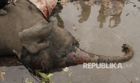 Bangkai gajah Sumatera (elephas maximus sumatranus) liar dikerumuni lalat di Kabupaten Bengkalis, Riau.