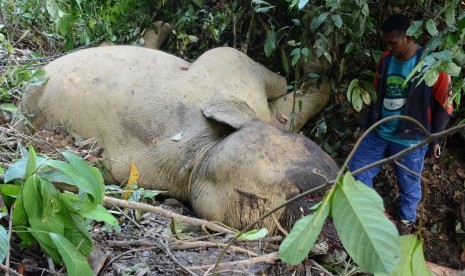 Bangkai gajah sumatra yang ditempatkan di Conservation Response Unit (CRU) Serbajadi di tempat penambatannya di Desa Bunin, Kecamatan Serbajadi, Aceh Timur, Aceh, Sabtu (9/6).