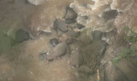 Bangkai gajah yang jatuh di air terjun di Taman Nasional Khao Yai, Thailand.