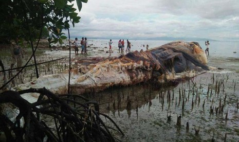 Bangkai paus ditemukan di bibir pantai Hulung, pada Selasa (9/5).