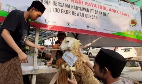 Bank DKI menyalurkan hewan kurban pada 1440 H atau 2019