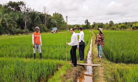 Bank Kalsel telah melakukan peninjauan ke lokasi petani binaan Bank Kalsel Kantor Cabang Pelaihari yang berlokasi di Trans 300 Kecamatan Jorong, Kab. Tanah Laut pada Senin (25/1). Peninjauan secara langsung dilakukan oleh Kepala Bank Kalsel Kantor Cabang Pelaihari, Anwari beserta jajarannya, dengan konsultan pertanian Bank Kalsel, Ir. Cecep Sadikin.