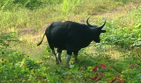 Banteng (ilustrasi)