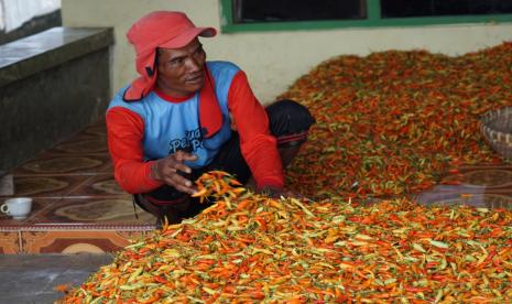 Bantuan pengembangan kawasan serta bantuan benih cabai dari Kementerian Pertanian (Kementan) yang sebagian besar tertanam pada akhir 2020 kini panen. 