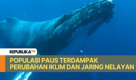 Banyaknya kematian paus akibat tingginya insiden terlilit tali nelayan dan perubahan iklim.