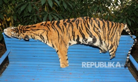 Barang bukti kulit harimau sumatra (Panthera tigris sumatrae) 