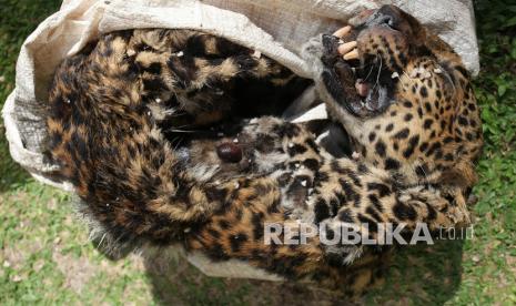 Barang bukti kulit Macan Tutul (Panthera Pardus Melas) ditunjukkan saat ungkap kasus tindak pidana konservasi sumber daya alam hayati dan ekosistem di Polda Jawa Timur, Surabaya, Jawa Timur, Rabu (13/10/2021). Polda Jawa Timur menangkap dua tersangka atas kasus dugaan memperniagakan satwa-satwa dilindungi baik dalam keadaan hidup atau mati dan mengamankan sejumlah barang bukti satwa beberapa diantaranya kulit Macan Tutul (Panthera Pardus Melas), Lutung Jawa (Trachypithecus auratus) anakan, Binturong (Arctictis binturong) dan Landak Jawa (Hystrix javanica).