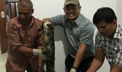 Barang bukti satu kulit harimau Sumatera yang berhasil disita Balai Penegakan Hukum (Gakkum) Kementerian Lingkungan Hidup dan Kehutanan (LHK) Sumatera, Ahad (22/7) di Jambi. 