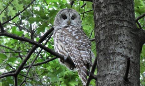 Burung Hantu Ikon Central Park New York Mati Tertabrak Truk Republika Online