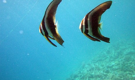 Batman Fish, salah satu biota laut, yang berada di laut Taka Bonerate di Pulau Tinabo Besar, Kepulauan Selayar, Sulawesi Selatan.