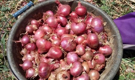 Bawang merah asal Bantaeng