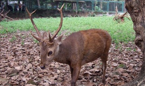 Bawean deer (file photo)