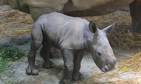 Rhino