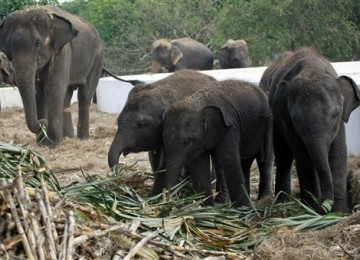 Bayi-bayi gajah, yang terjebak dalam kepungan banjir, diberi makanan tebu segar di Provinsi Ayutthaya, Thailand, Senin (31/10).