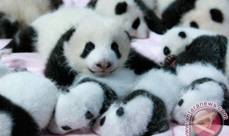 Bayi-bayi panda di Pusat Riset Chengdu untuk Penangkaran Panda di Chengdu, provinsi Sichuan, Tiongkok (REUTERS/China Daily)