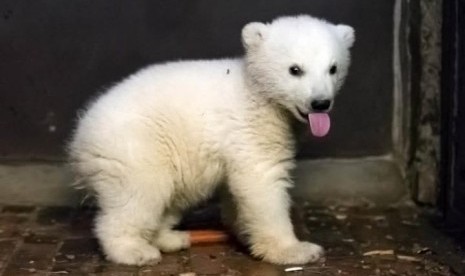 Bayi beruang kutub bernama Fritz yang berusia empat bulan mati di kebun binatang Jerman.