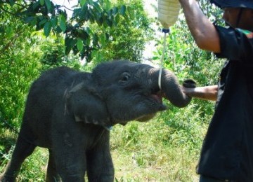 Bayi gajah bernama Gonzales terpaksa menyusui menggunakan botol akibat induknya mati, Senin (4/4).