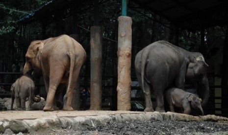 Bayi Gajah Sumatera (Elephas maximus sumatranus) bermain bersama induknya di Kebun Binatang Ragunan, Jakarta Selatan, Jumat (26/12). Kelahiran bayi-bayi gajah tersebut menambah koleksi Gajah Sumatera di Taman Margasatwa Ragunan menjadi 14 ekor.